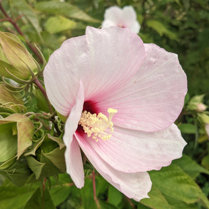 Hardy Hibiscus