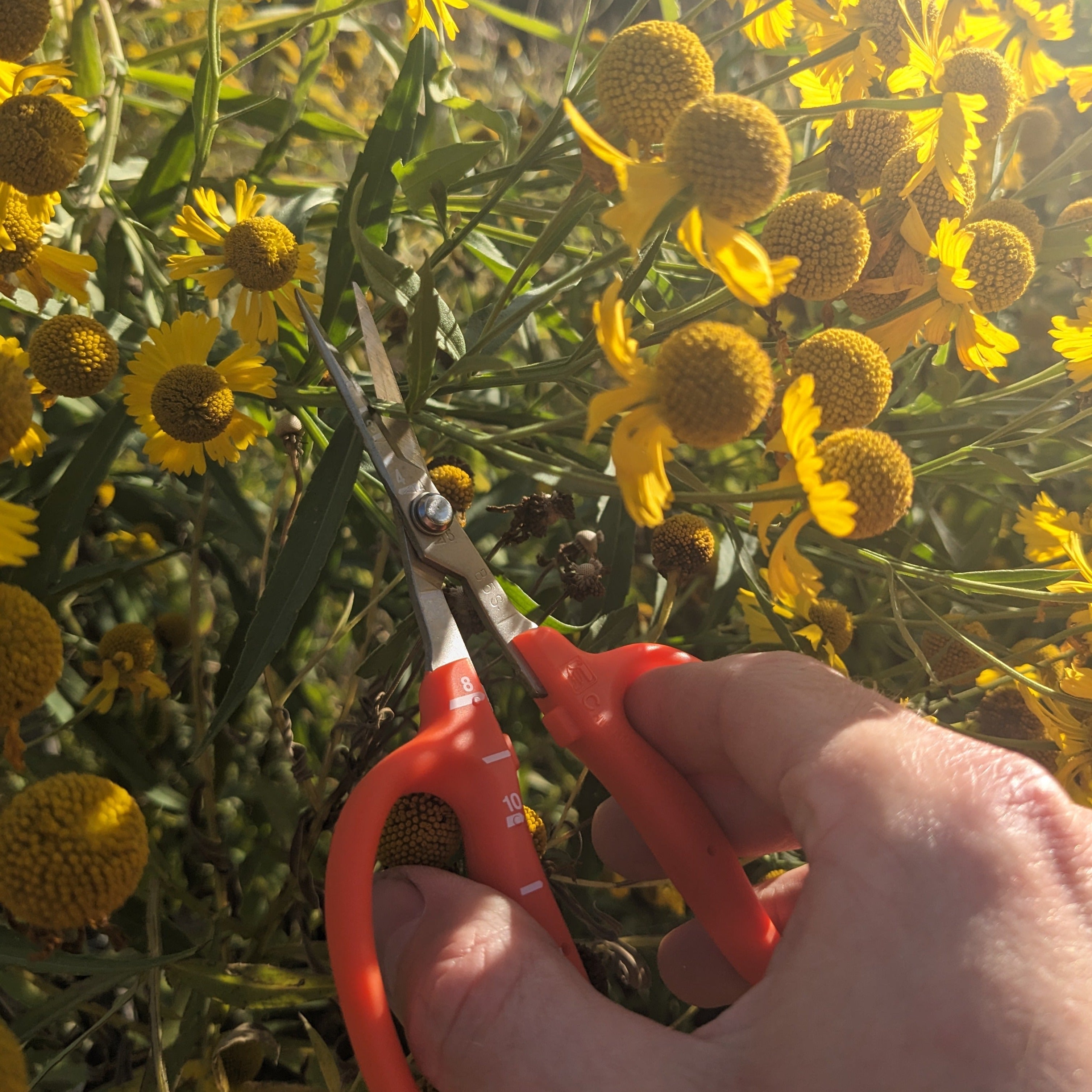 Chikamasa B-500SL Scissors