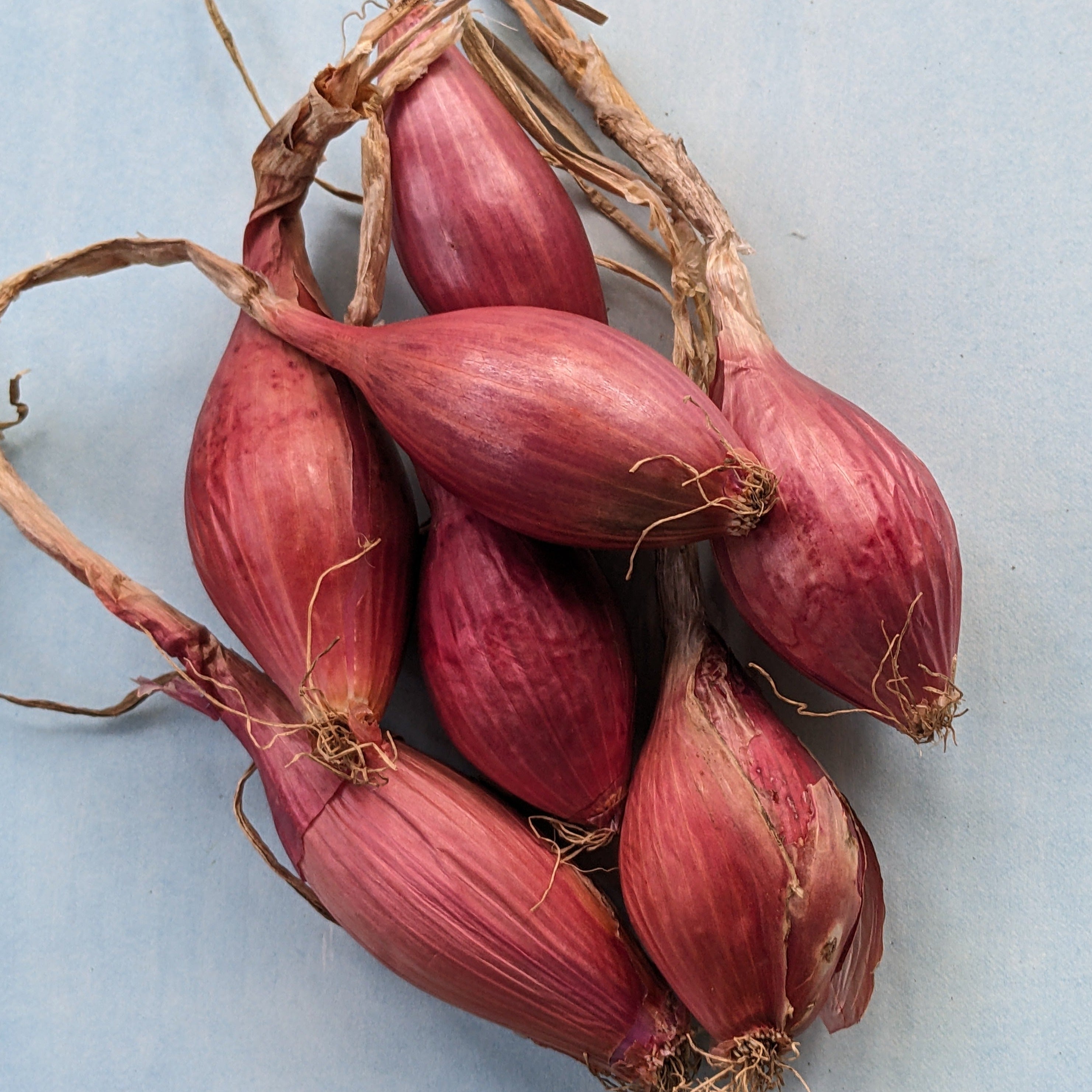 Red Long of Tropea Onion