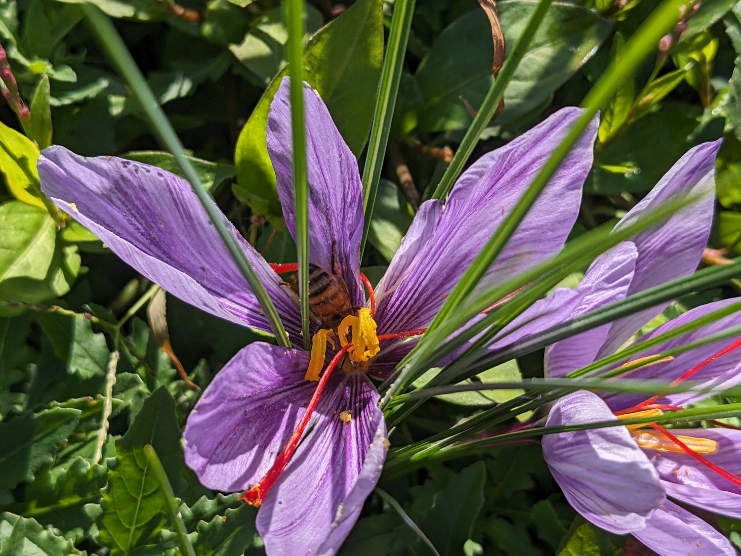 Saffron Autumn Crocus