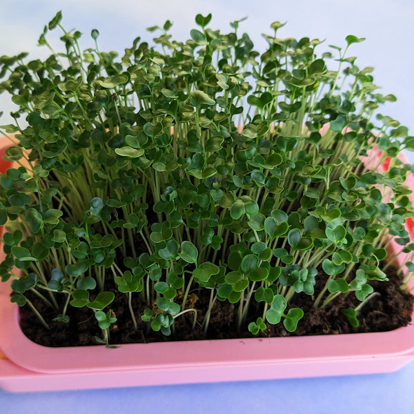 Organic Microgreens: Broccoli | Hudson Valley Seed Company