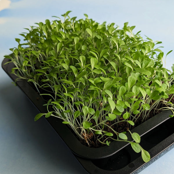 Organic Microgreens: Lettuce