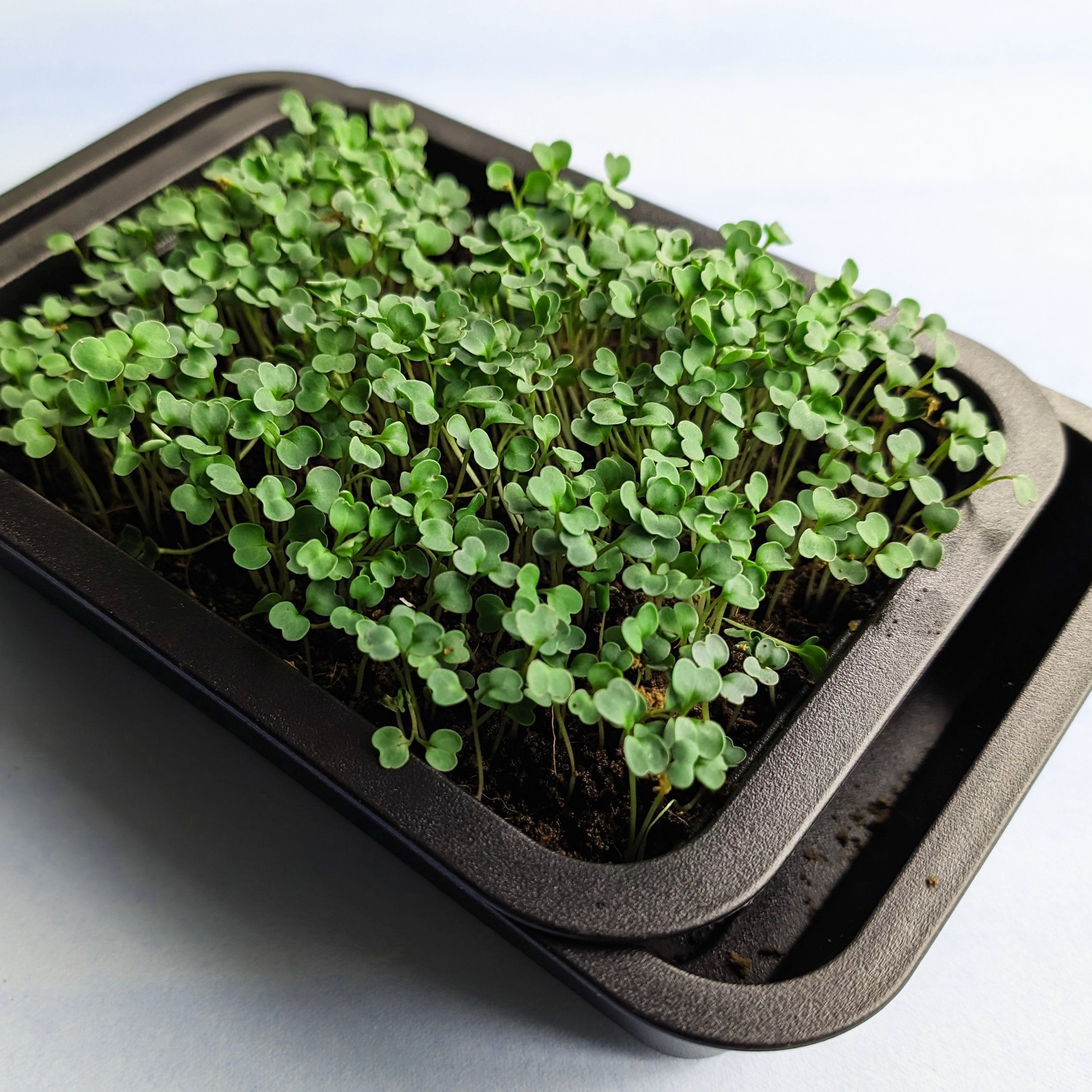 Organic Microgreens: Arugula