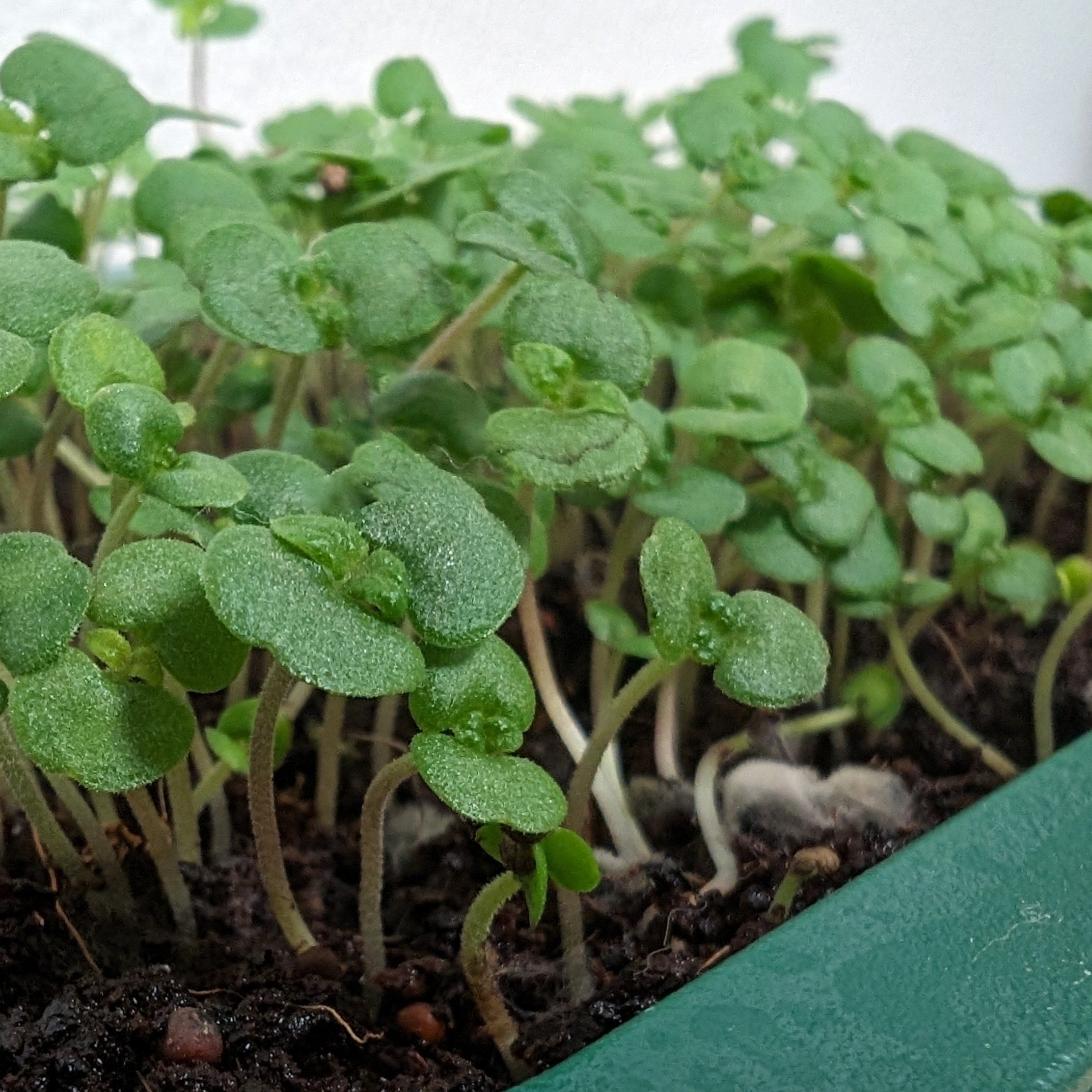 Organic Microgreens: Shiso