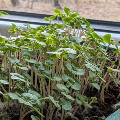 Organic Microgreens: Shiso