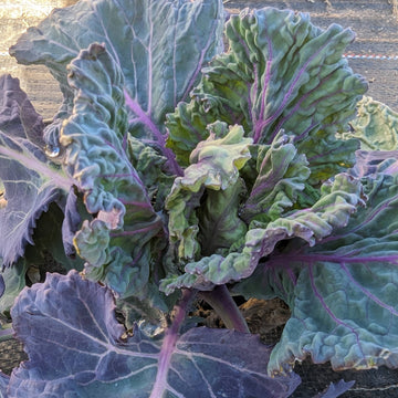 Brassicas