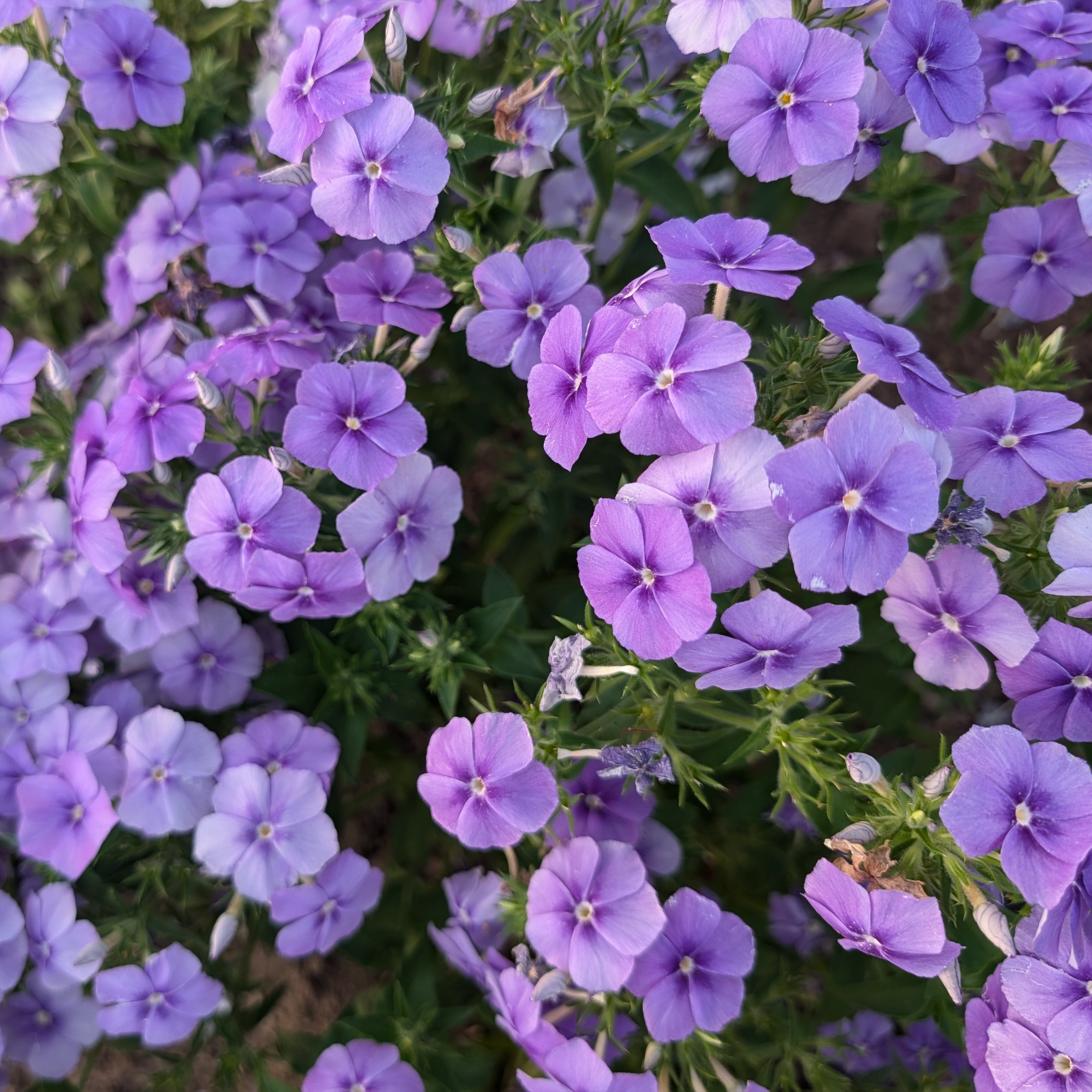 Beauty Blue Phlox Seedlings