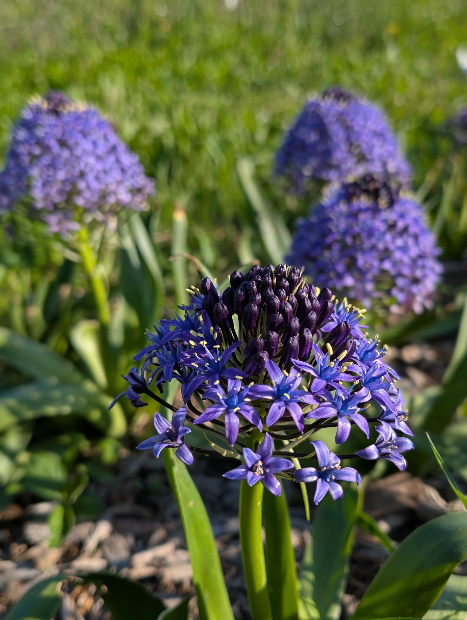 Scilla Peruviana &
