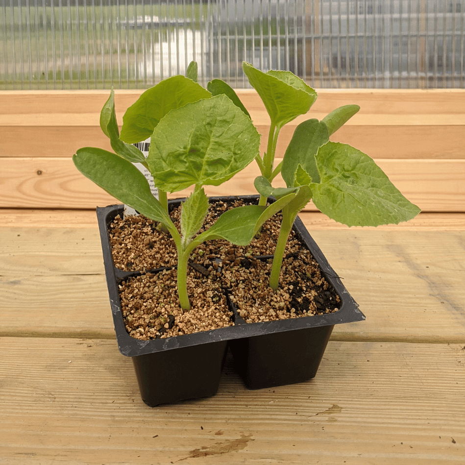 Painted Serpent Cucumber Seedlings