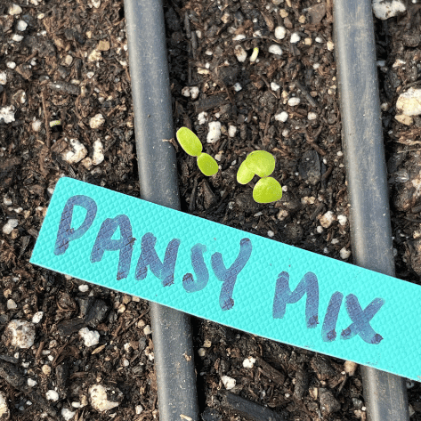 Pansy Mix Seedlings