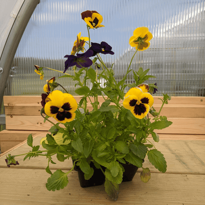 Pansy Mix Seedlings