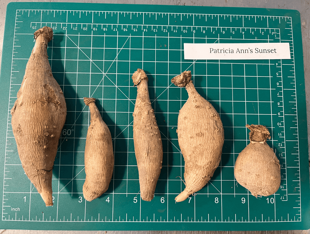 Patricia Ann’s Sunset Dahlia Tuber – Hudson Valley Seed Company