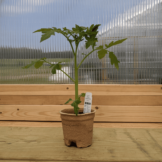 Paul Robeson Tomato Seedlings