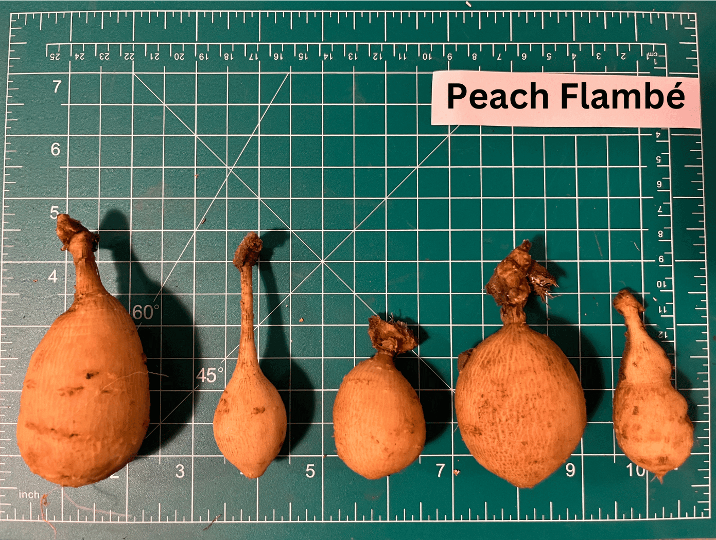 Peach Flambe Dahlia Tuber