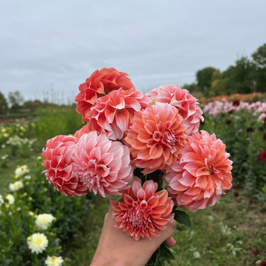 Peaches 'n Cream Dahlia