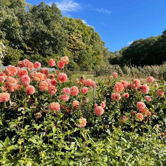 Peaches 'n Cream Dahlia