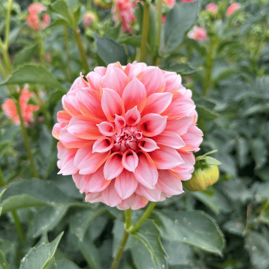 Peaches 'n Cream Dahlia