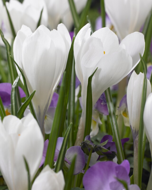 Dutch Large Flowering Crocus &