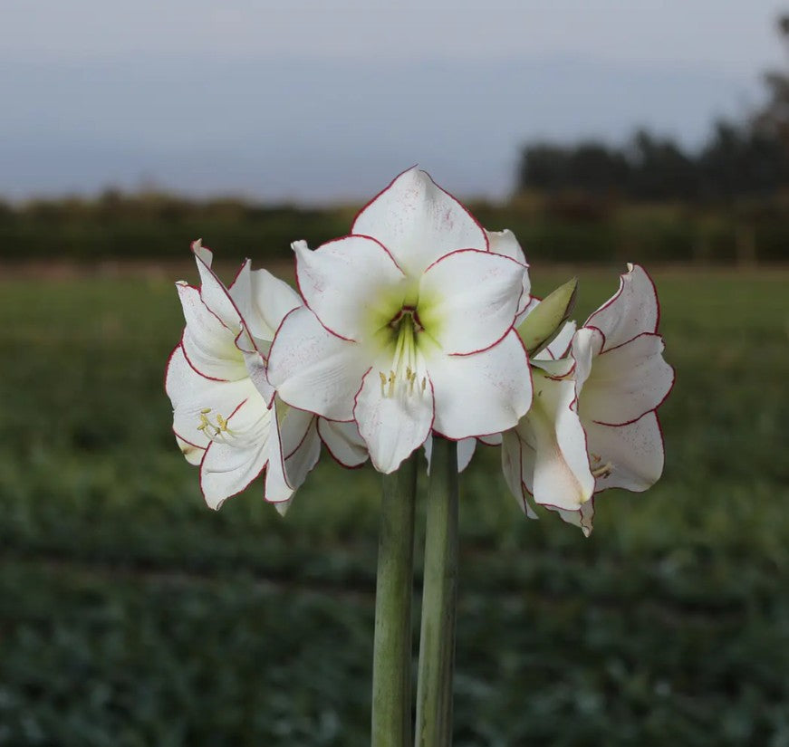 Potted Amaryllis &