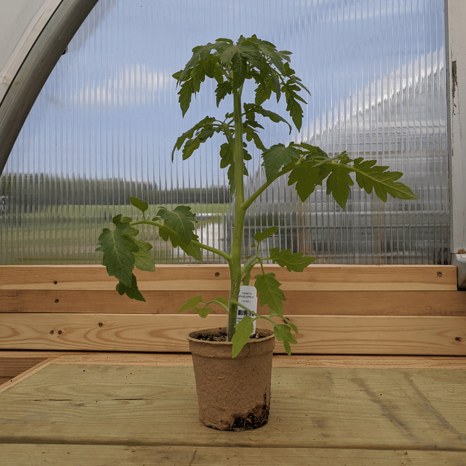 Pineapple Tomato Seedlings