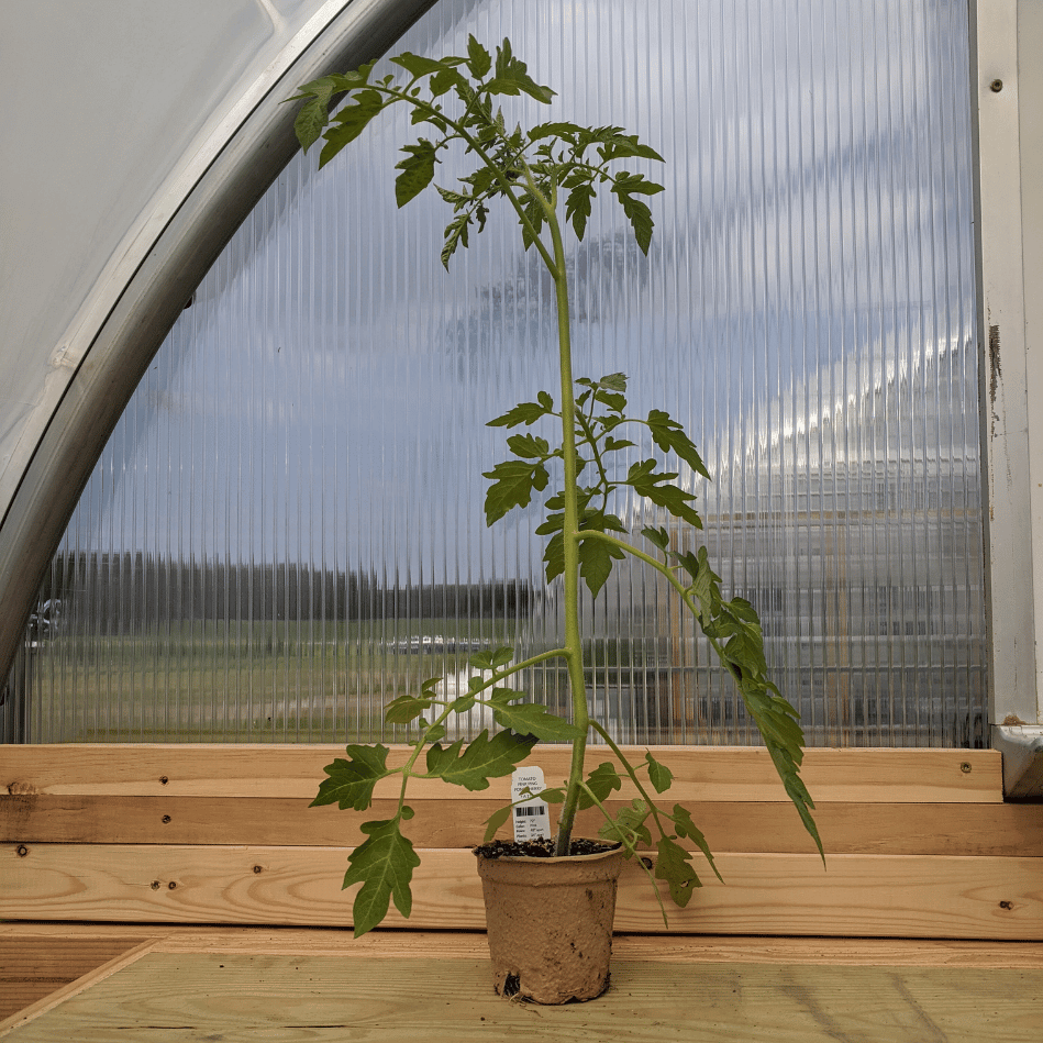 Pink Ping Pong Tomato Seedlings