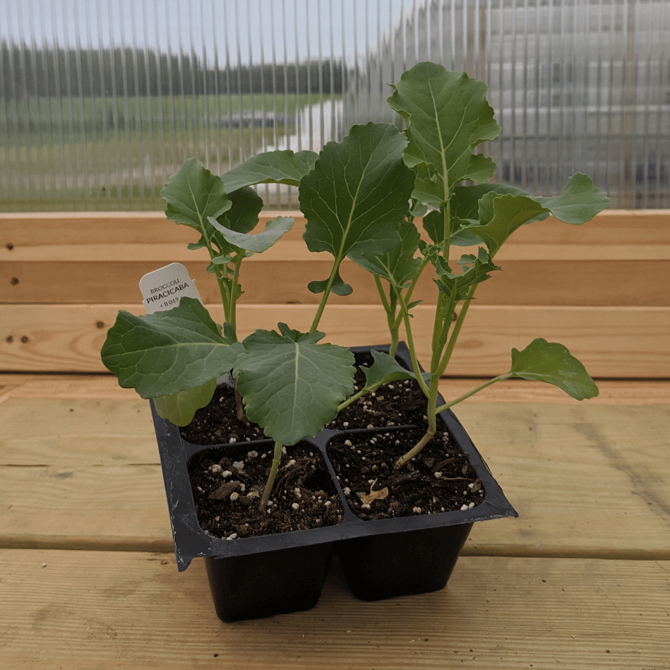 Piracicaba Broccoli Seedlings