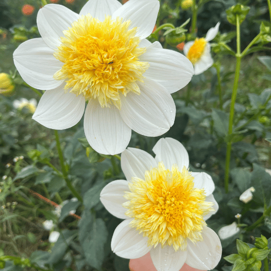 Platinum Blonde Dahlia Tuber