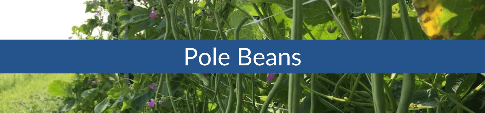 Pole Bean (1).png__PID:29067b41-b25c-465e-a009-19b635a7c732