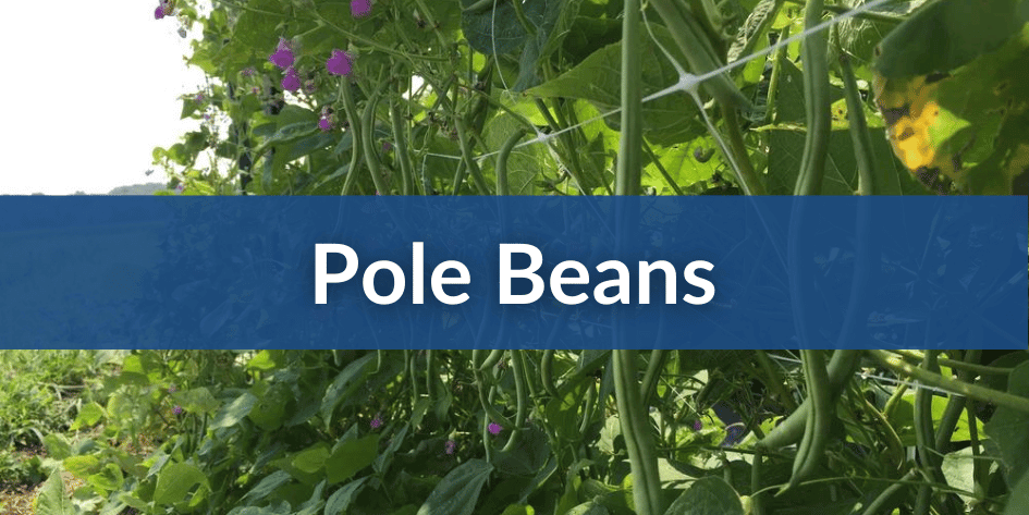 Pole Beans Mobile (1).png__PID:7b41b25c-d65e-4009-99b6-35a7c732ebea