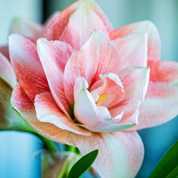 Potted Amaryllis 'Cherry Blossom' | Hudson Valley Seed Company