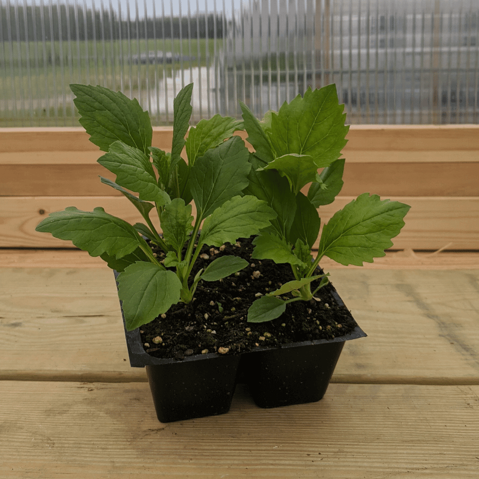 Powder Puff Aster Seedlings