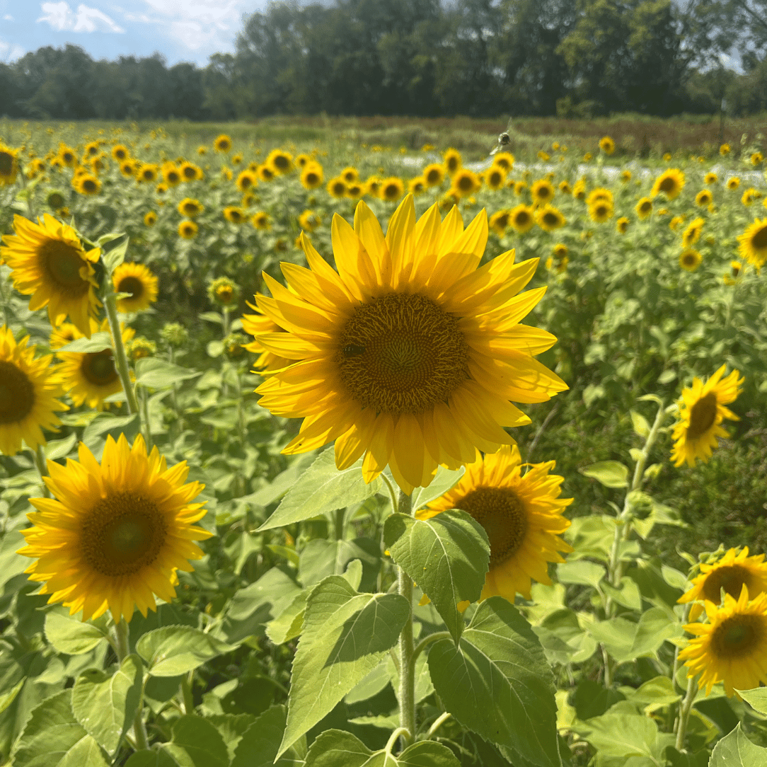 Predovik Sunflower Cover Crop
