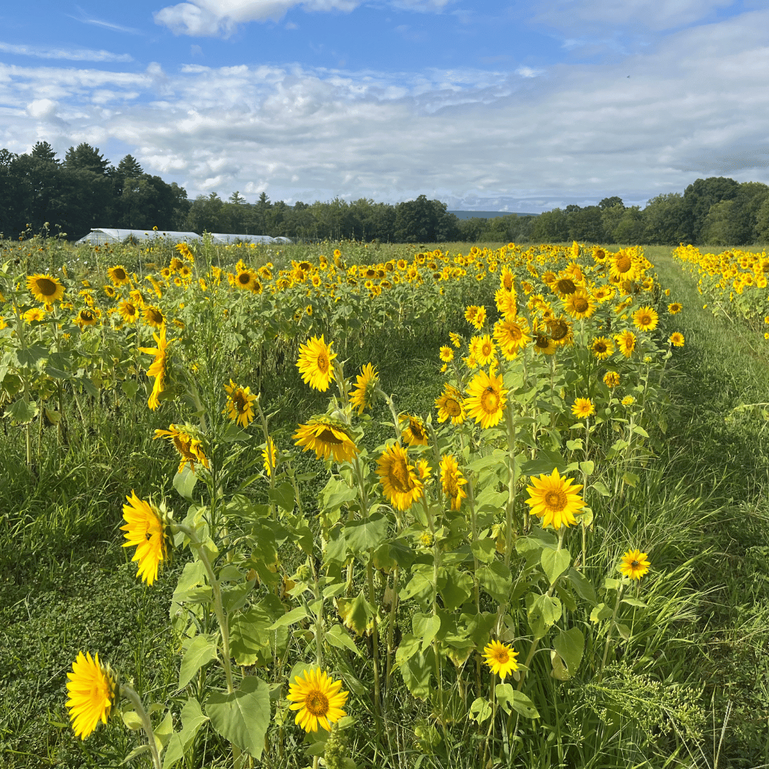 Predovik Sunflower Cover Crop
