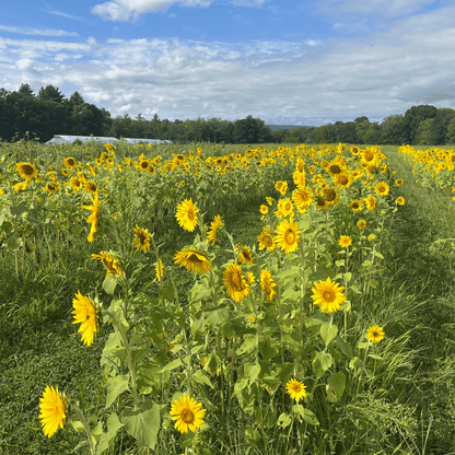 Predovik Sunflower Cover Crop