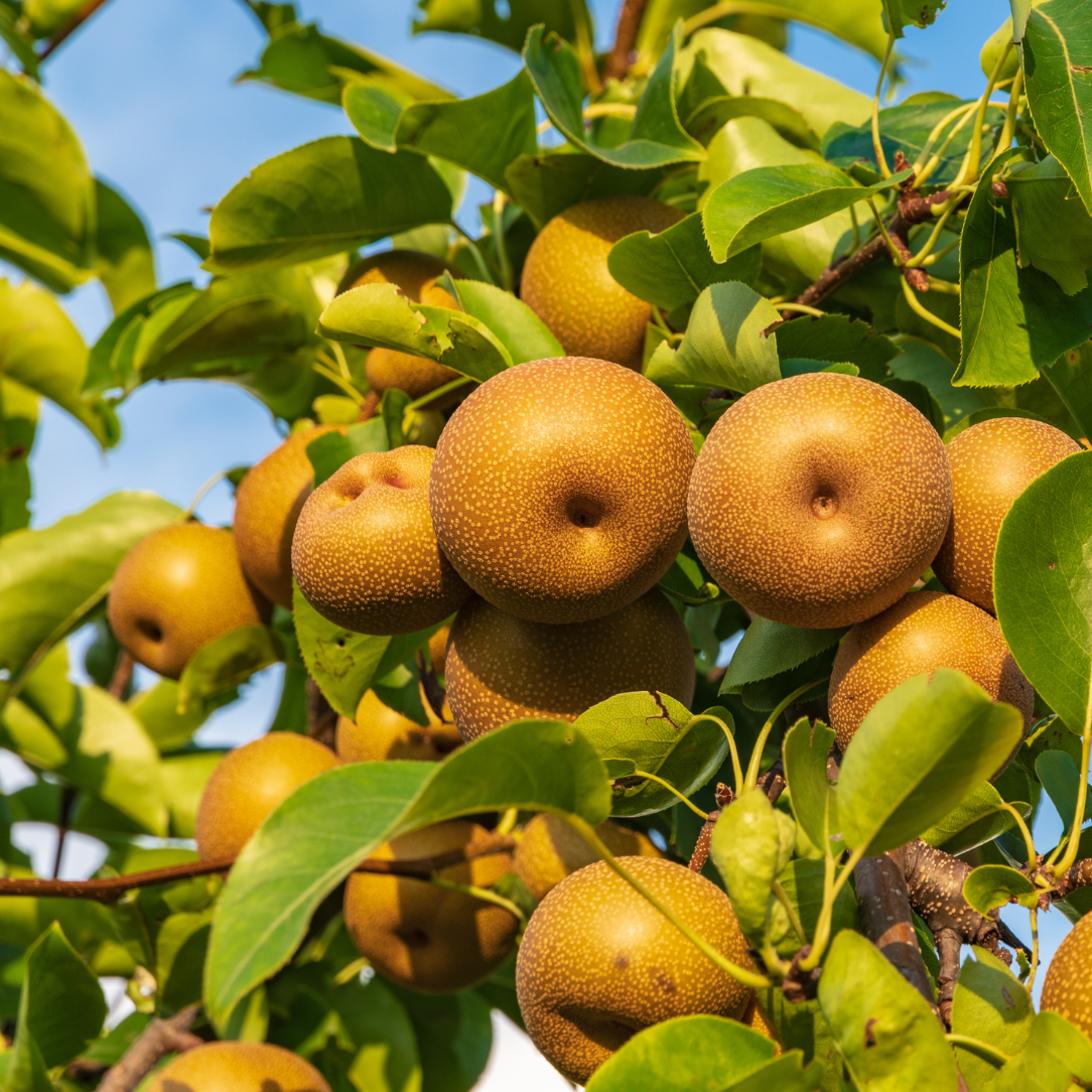 Virtual Class - Ask the Experts: Growing Fruit Trees with Full Circus Farm