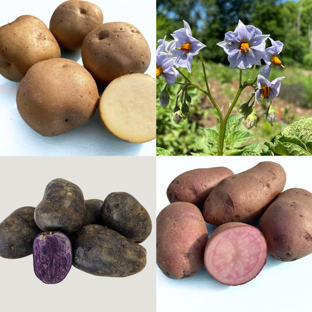 Potato Variety Pack