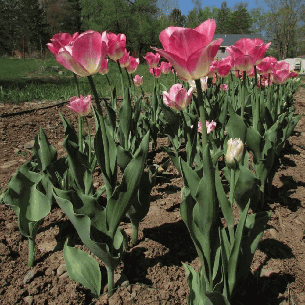 Tulip 
