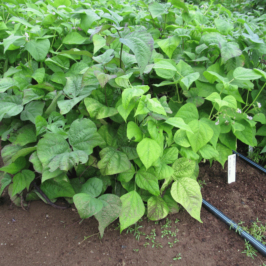 Tri-Color Bush Bean Blend