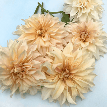 Dahlias