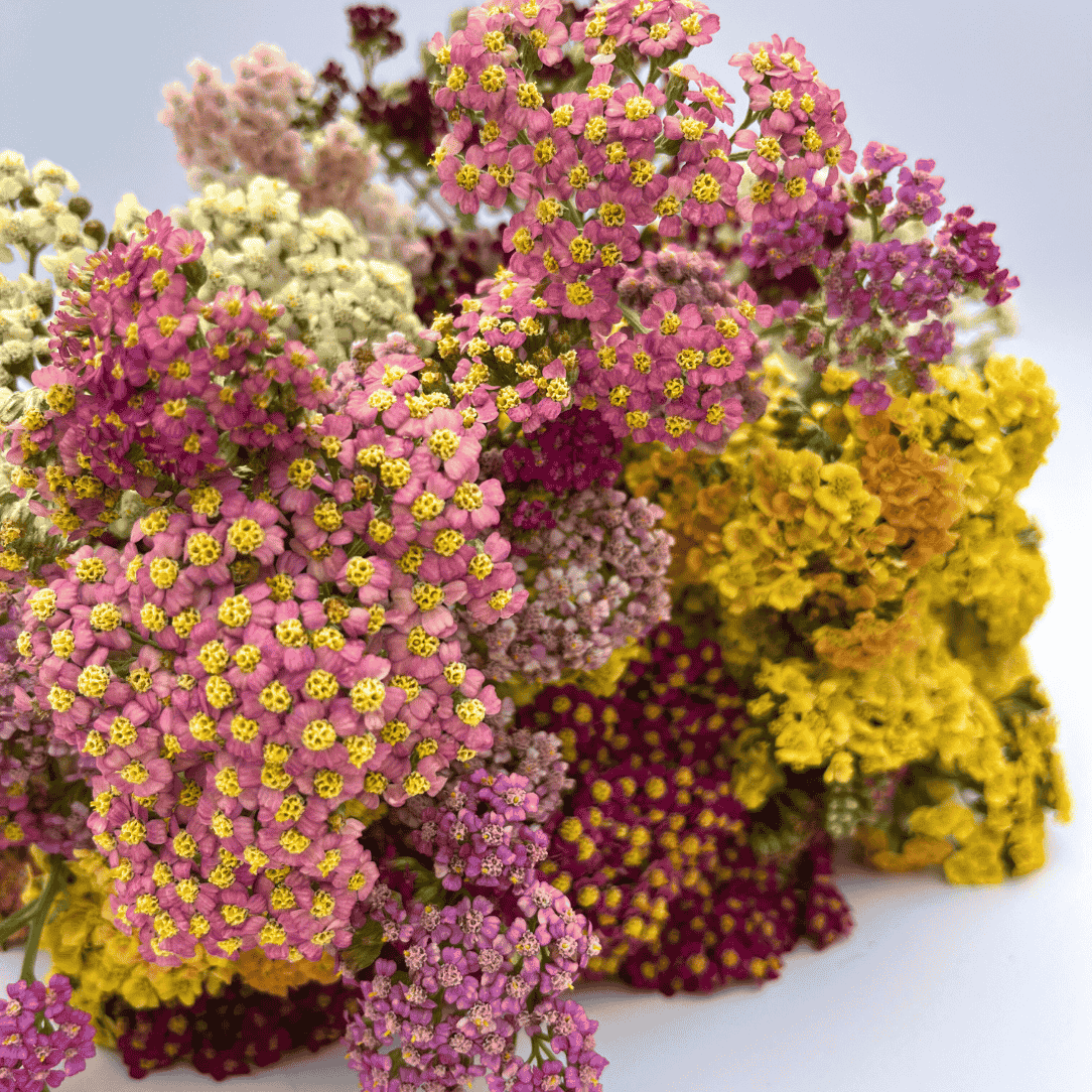 Multi-Hued Yarrow Mix