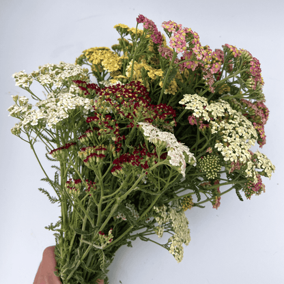 Multi-Hued Yarrow Mix