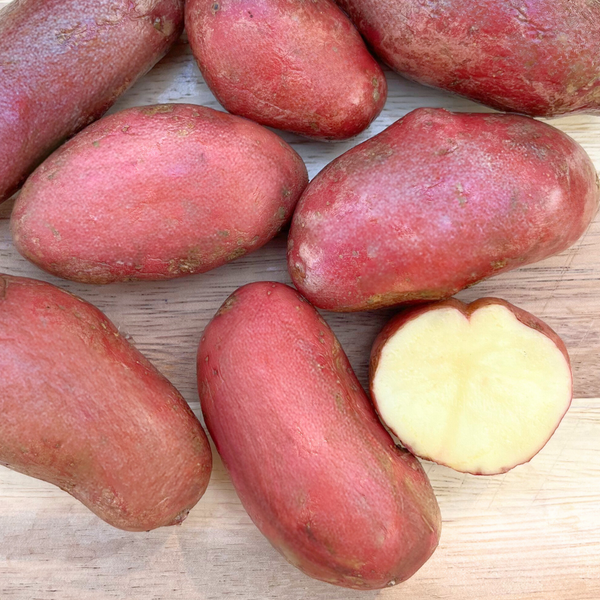French Fingerling Potato Organic Tubers – Hudson Valley Seed Company