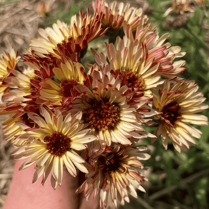 Coffee and Cream Calendula