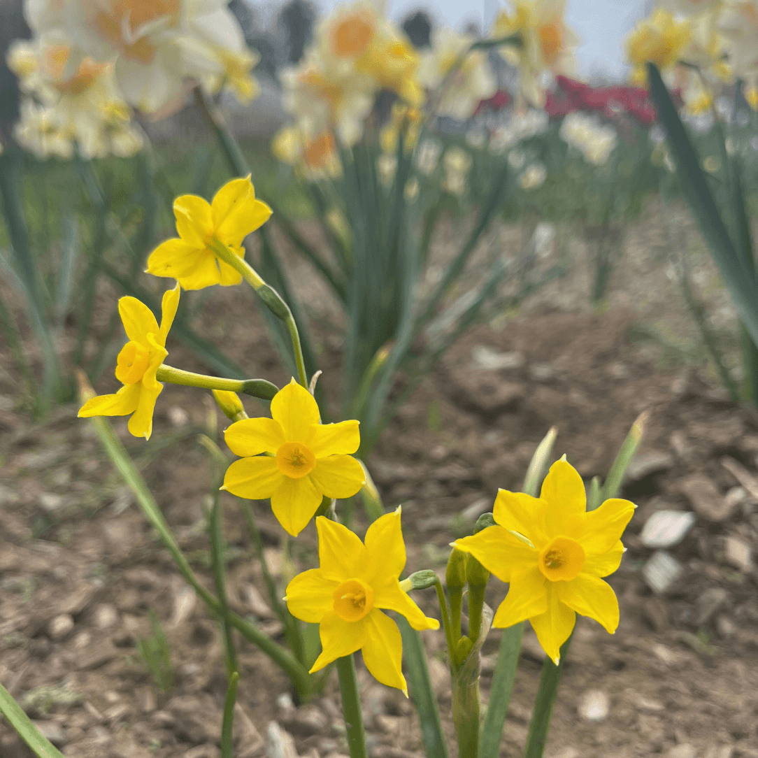 Narcissus &