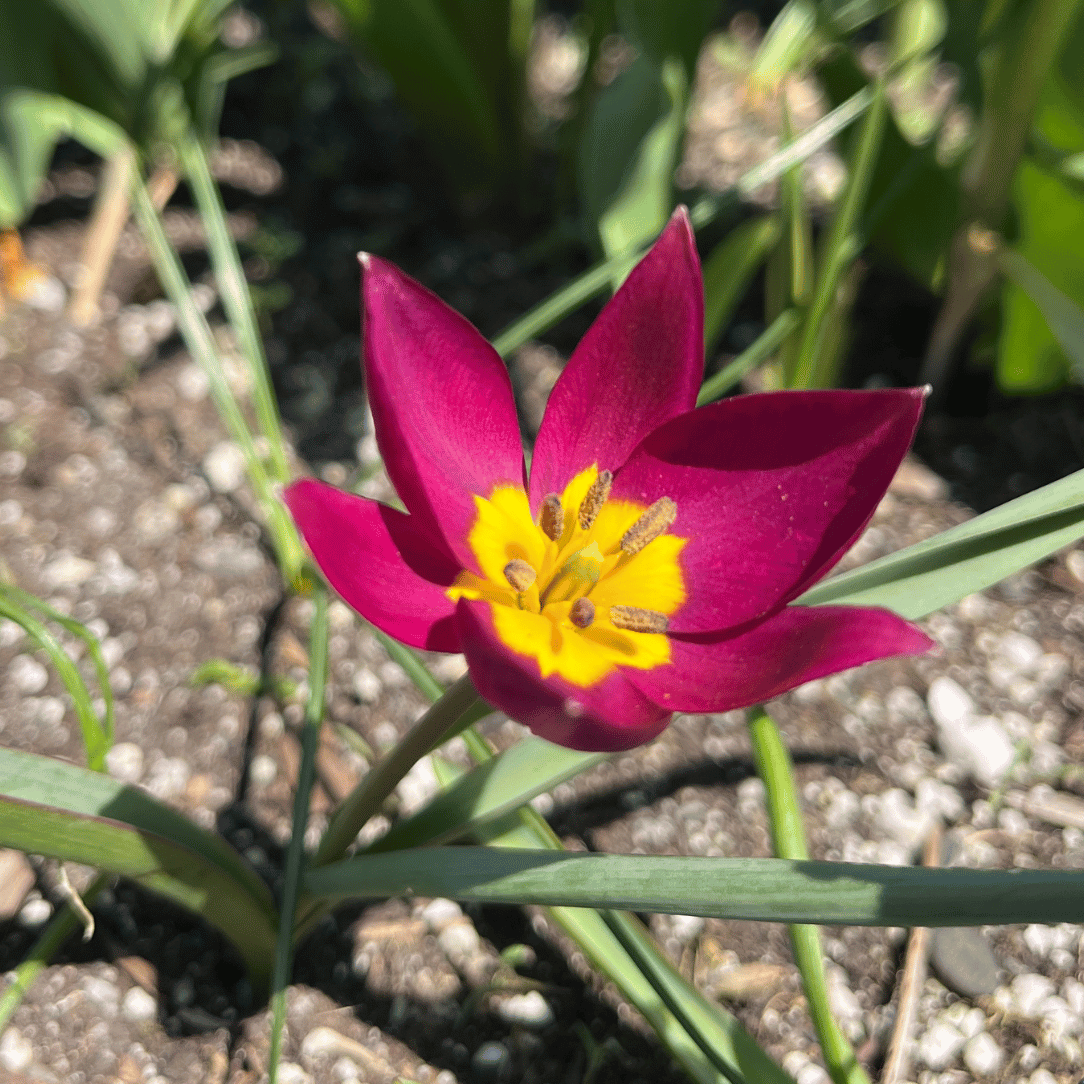 Species Tulip humilis &