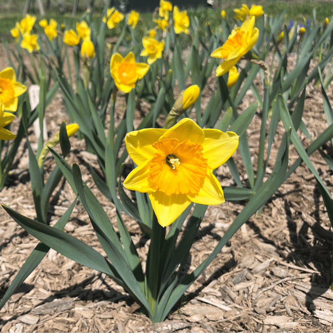 Narcissus &