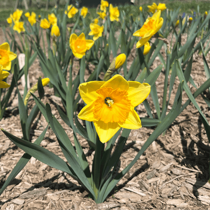 Narcissus &