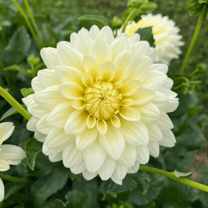 Tapioca Dahlia Tuber