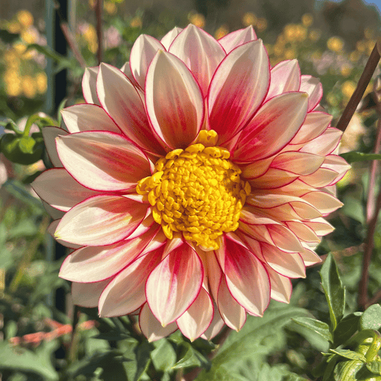 Polka Dahlia Tuber