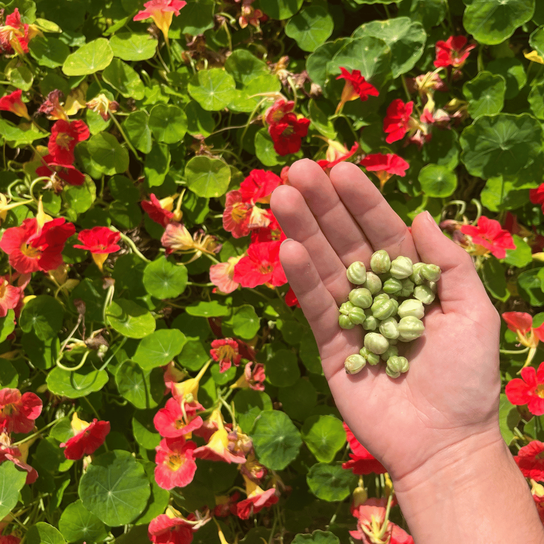 Cherry Rose Nasturtium Seedlings